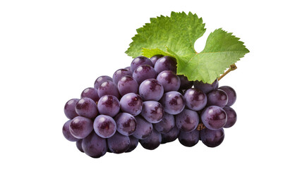 Fototapeta premium Isolated bunch of ripe purple grapes ready to eat, natural source of vitamins and minerals