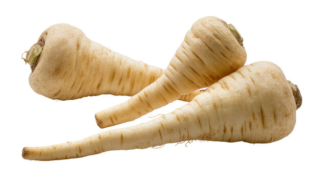 Isolated Parsnips A trio of fresh root vegetables from the Apiaceae family for culinary use
