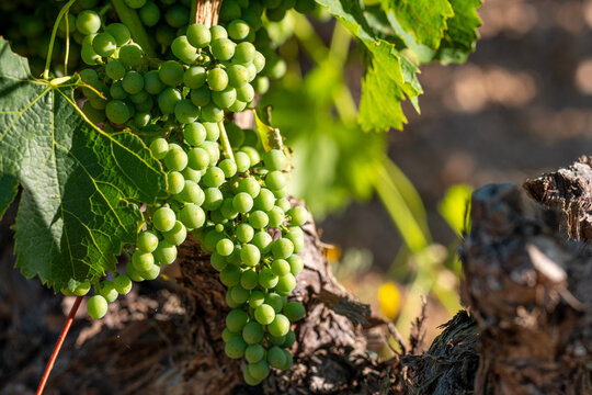 Closeup of grapes fruit on vine in Terra Alta Catalonia Spain highlighting viticulture harvest detail with natural vineyard texture and leaves