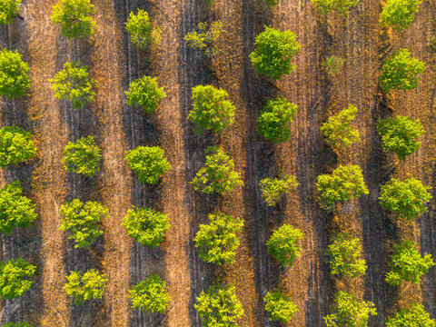 Drone aerial of agriculture texture with vineyard rows geometry in Terra Alta Catalonia Spain highlighting ordered lines and rural land pattern