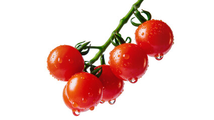 Isolated cherry tomatoes on vine with water droplets, fresh from garden or farm, healthy food © Ryan