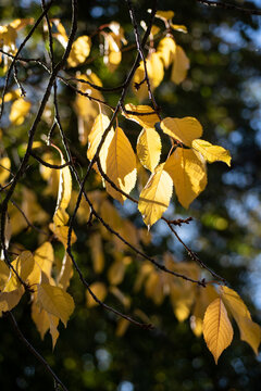 Autumn leaves in the sun, brunches with fall leaves
