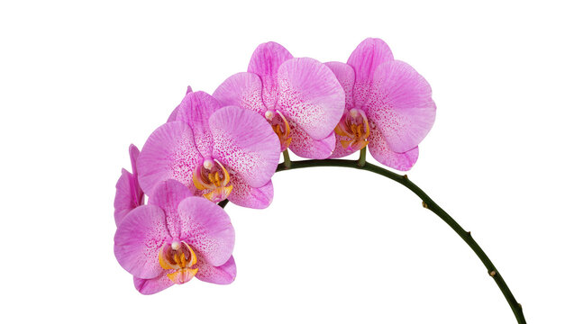 Isolated pink moth orchid on a curved stem with blossoms and petals for florists&rsquo; uses