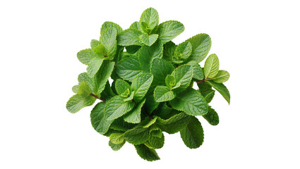 Isolated aromatic spearmint plant, fresh green leaves, culinary herb, for tea and cocktails © Radovan