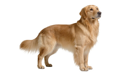 Isolated golden retriever stands on the ground, looking to the right, waiting to play outside © Sindre