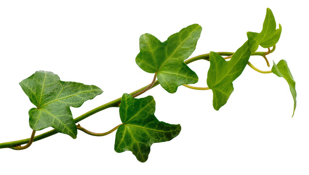 Isolated twig of ivy with green foliage, close-up view, plant against neutral background
