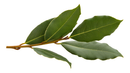 Isolated bay laurel leaves on a branch, culinary herb and popular aromatic plant, evergreen shrub © Radovan