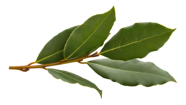 Isolated bay laurel leaves on a branch, culinary herb and popular aromatic plant, evergreen shrub