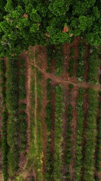 Aerial view of a lush green tree sitting at the center of a plantation with symmetrical rows, Dulce Nombre, Provincia de Alajuela, Costa Rica.