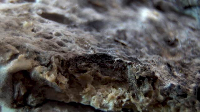 Rhizopus stolonifer: Macro Texture of Mold on Bread, fungi decomposition process