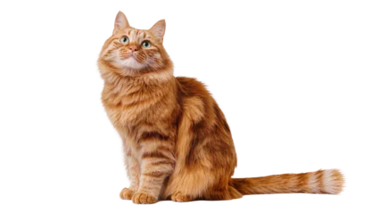 Fotobehang Kat Isolated ginger cat looking up curiously, lovely tabby feline with fluffy fur, portrait  © Radovan