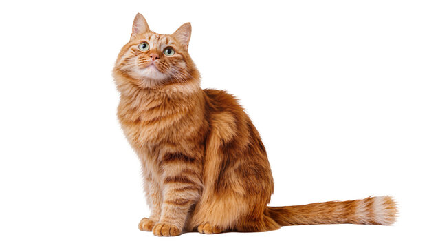 Isolated ginger cat looking up curiously, lovely tabby feline with fluffy fur, portrait