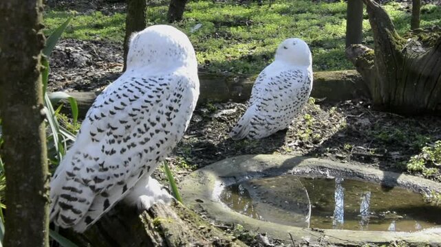 Snowy owl, its scientific name is Bubo scandiacus