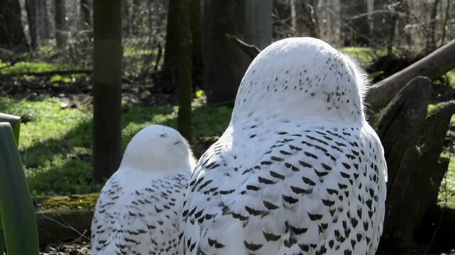 Snowy owl, its scientific name is Bubo scandiacus