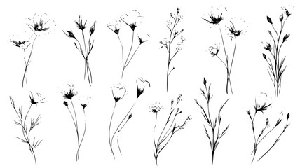 Fototapeta premium Delicate wildflower set with slender stems and soft petals, set of vectors