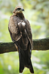 A majestic Black Kite perched on a mossy branch. Its brown feathers and sharp gaze are captured in beautiful detail against a soft green background, 10 march 2026 Indonesia