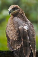 A majestic Black Kite perched on a mossy branch. Its brown feathers and sharp gaze are captured in beautiful detail against a soft green background, 10 march 2026 Indonesia