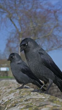 Jackdaws (Corvus monedula) eating seeds left on a wall. February, Kent, UK. [Slow motion x4] Vertical