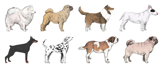 Obraz premium Illustrated diverse dog breeds element set