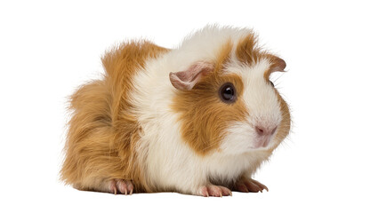 Isolated guinea pig looking at the camera, small pet sitting, cute fur, studio shot © Trym