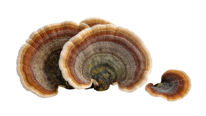 Isolated Trametes versicolor fungus, turkey tail mushroom, medicinal nature, no background © Trym