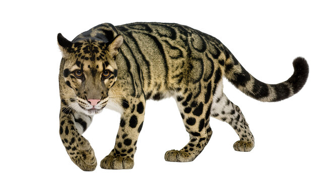 Isolated clouded leopard approaching forward against background, predator walking steadily