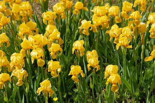 Massif d'iris jaunes