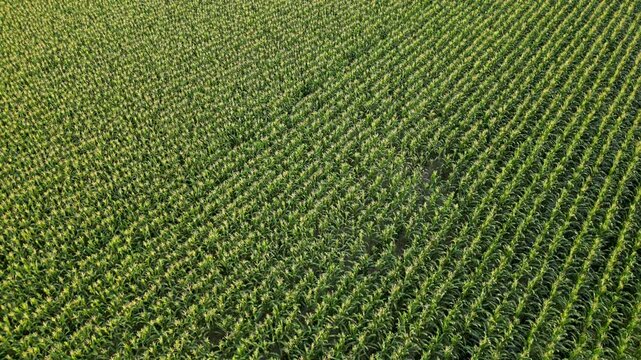 Aerial abstract view of diagonal rows in a green tasseling corn field