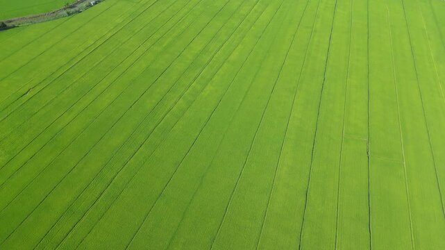 Abstract diagonal lines of green ST25 rice field background in Vietnam