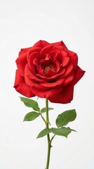 Fototapeta premium Rosa roja fresca en plena floración sobre fondo blanco neutro con iluminación de estudio. Imagen elegante y minimalista que simboliza amor, romance y belleza natural.