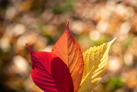 Three autumn leaves, yellow, red and orange