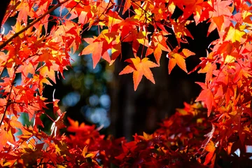 Fototapeten Rot 京都の紅葉  © 高橋 清孝