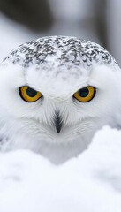 Fototapeta premium Majestic Arctic Hunter Snowy Owl Gazes from Its Bleached White Winter Habitat, Nature s Wonder