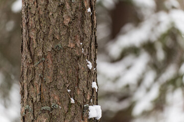 Snow covered pine tree trunk in Polish winter forest
