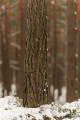 Fototapeta premium Snow covered pine tree trunk in Polish winter forest 