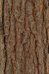 Obraz premium Snow covered pine tree trunk in Polish winter forest 