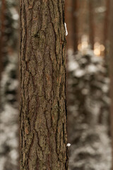 Fototapeta premium Snow covered pine tree trunk in Polish winter forest 