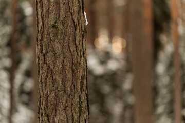 Fototapeta premium Snow covered pine tree trunk in Polish winter forest 