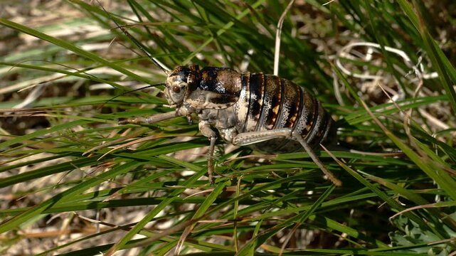 Big fat cricket hiding in the grass.
   Summer sunny day. Closeup footage.