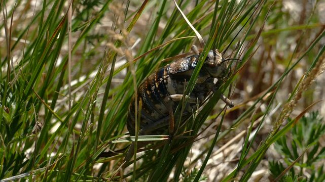 Big fat cricket hiding in the grass.
   Summer sunny day. Closeup footage.