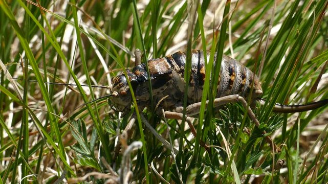 Big fat cricket hiding in the grass.
   Summer sunny day. Closeup footage.