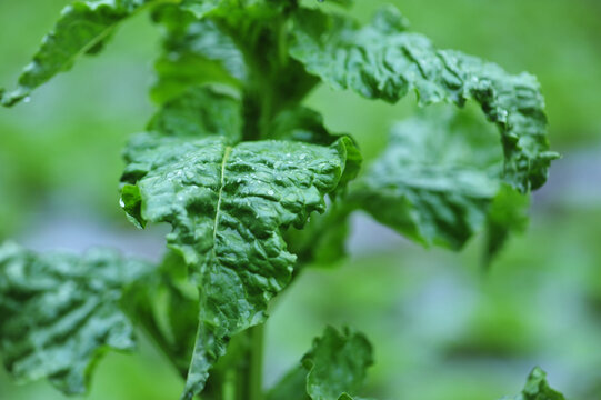 Green stem lettuce crops in garden