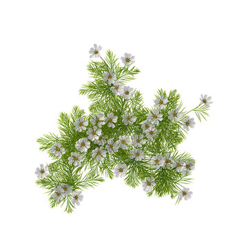 3d illustration of bipinnatus Palnt isolated on transparent background from top view