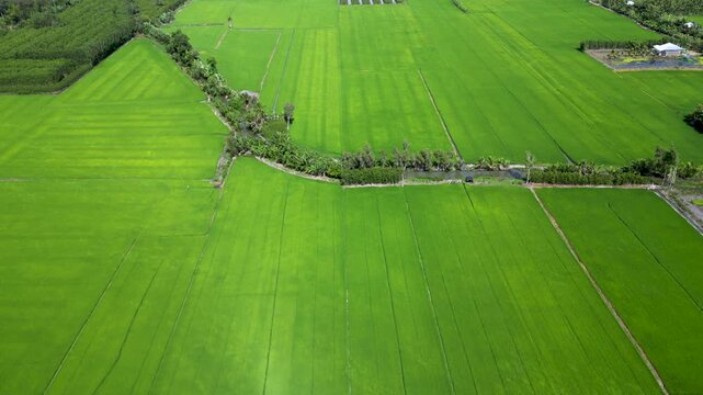 Aerial view of drone flying over green rice field and winding canal in Vietnam