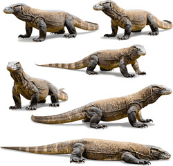Fototapeta premium Create a realistic kinds of deferent Komodo dragon PNG isolated on transparent background, large lizard with scales and claws for wildlife and nature projects vector art with white background..