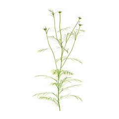 Obraz premium 3d illustration of Cosmos bipinnatus Palnt isolated on transparent background