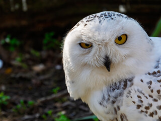 Obraz premium Snow owl in spring