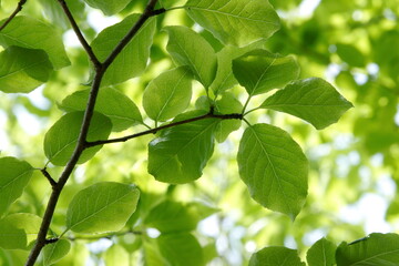 Fototapeta premium Fresh green leaves of Macropoda Holly (Ilex macropoda) in Tohoku, Japan.