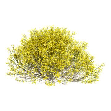 3d illustration of Dorniger ginster plant isolated on transparent background