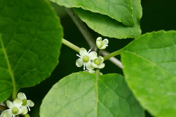 Female flowers of Macropoda Holly (Ilex macropoda) in early summer forest, Tohoku, Japan.